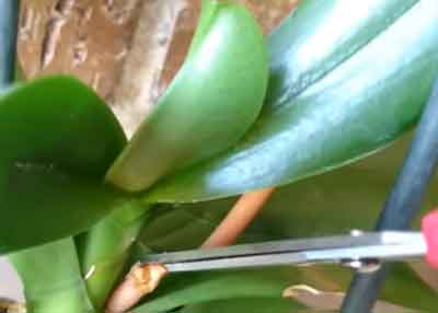 Poda de espiga orquídea phalaenopsis