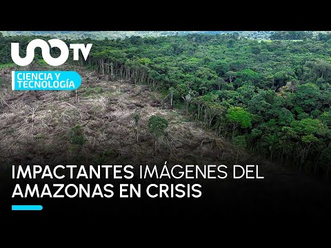 Ganadería provoca aumento en la deforestación del Amazonas.