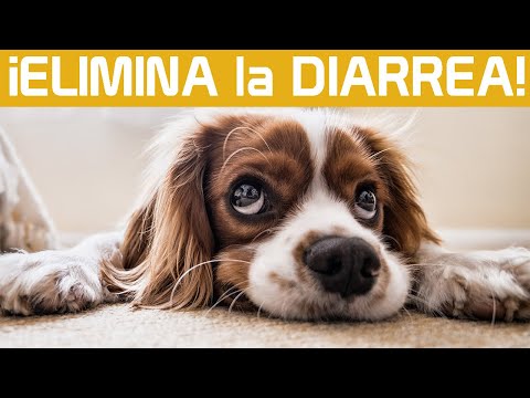 5 remedios efectivos para tratar la diarrea en perros